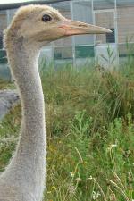 White Red Yellow on 25th July 2013 White Red Yellow on 25th July 2013